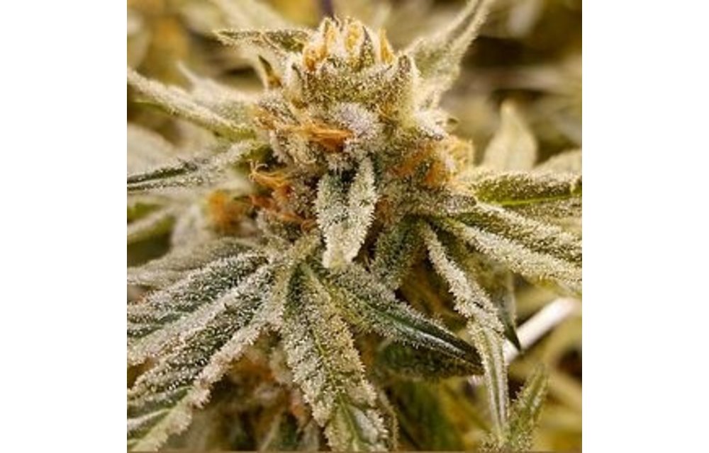 Lemon Banana Sherbert Reg 12 pk