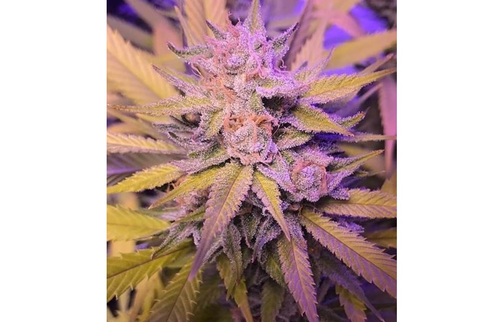 Lemon Banana Sherbert Reg 12 pk