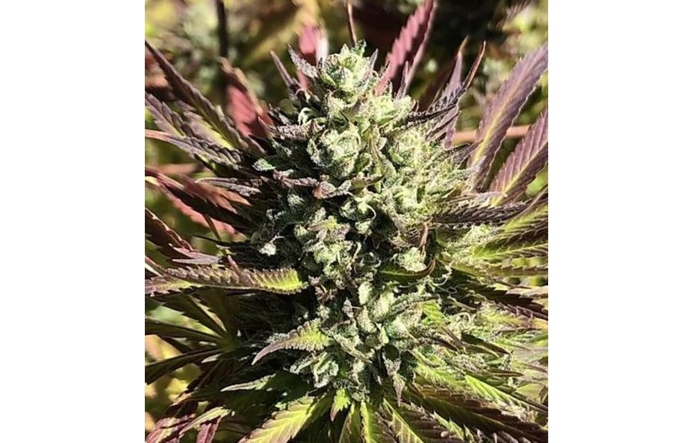 Sour Plums Reg 12 pk