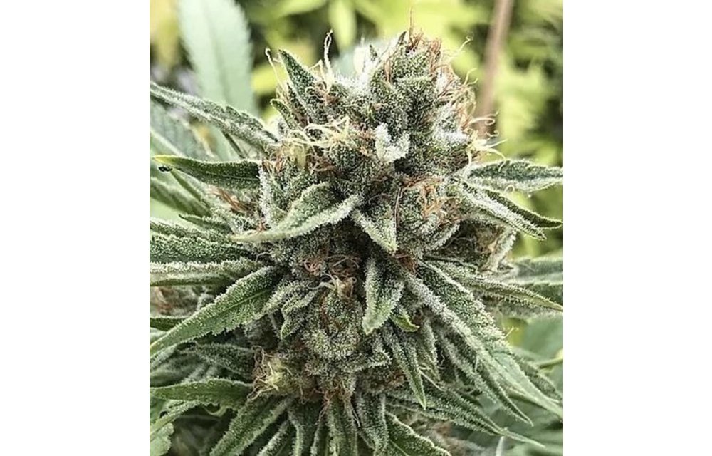 Sour Strawberries Reg 12 pk