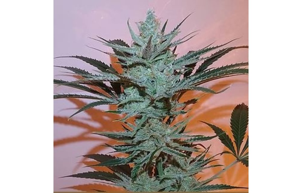 Sour Strawberries Reg 12 pk