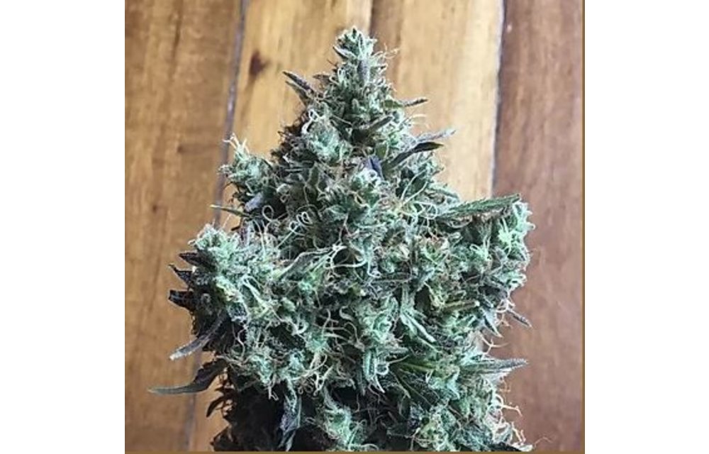 Sugar Sap Reg 12 pk