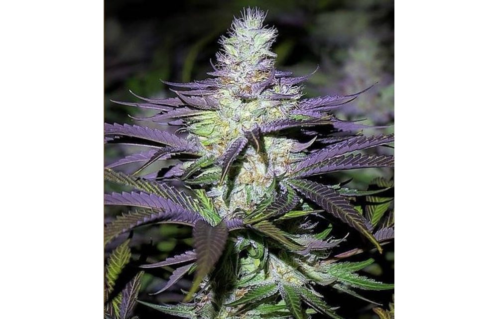 Taffie Reg 12 pk