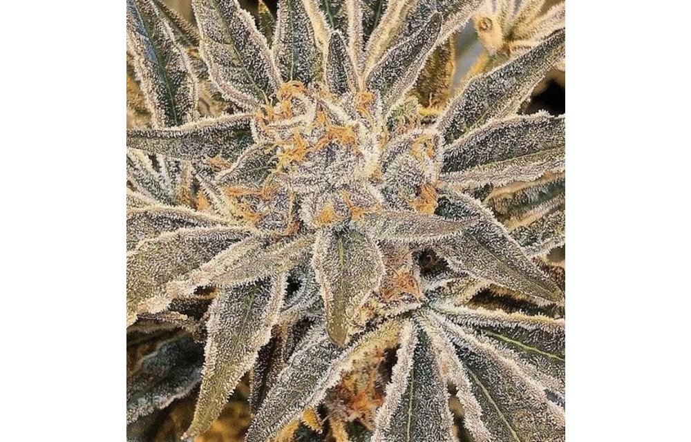 Tangieland Reg 12 pk