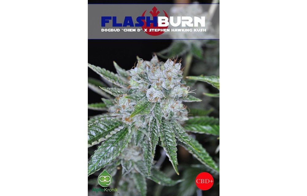 Force Flashburn Reg 5 pk