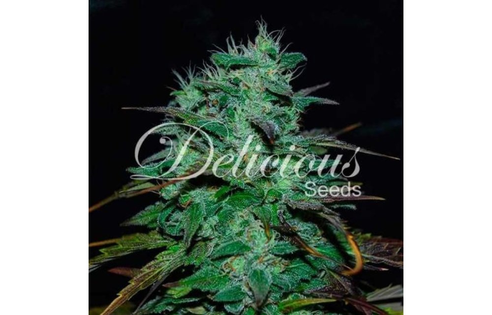 ChocoBang Fem 5 pk