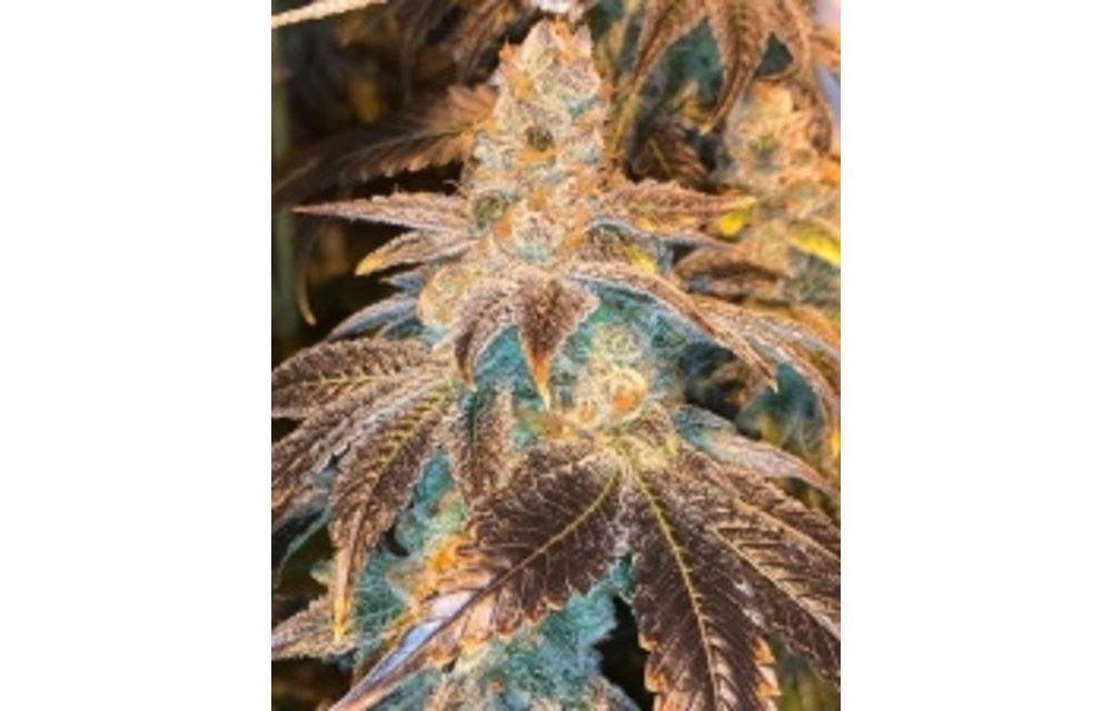 Citrus Farmer F2 Reg 12 pk
