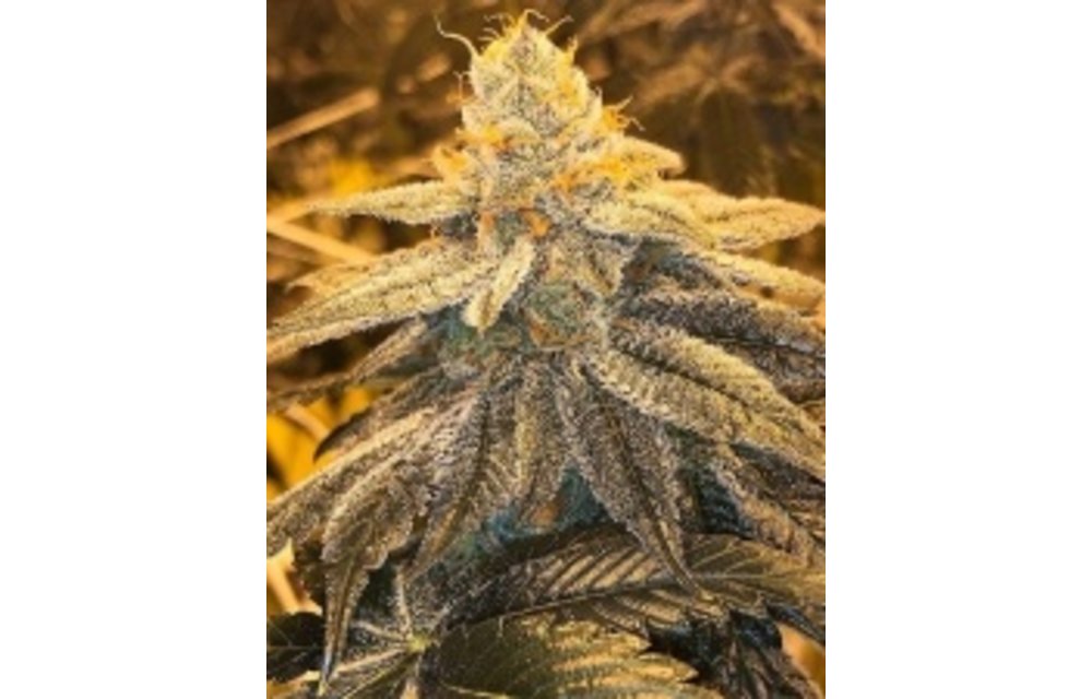 Citrus Farmer F2 Reg 12 pk