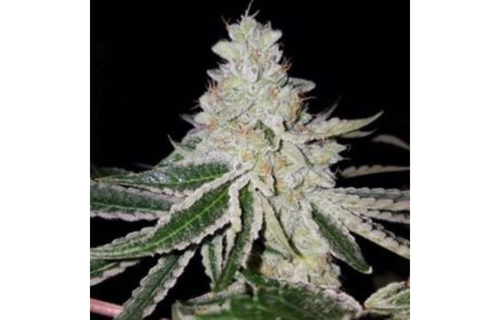 DVG Dr.Gonzo Reg 12 pk*