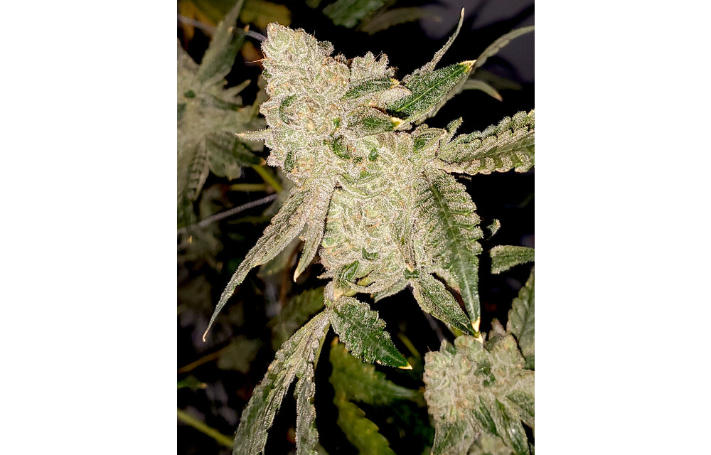 Gelato Cake Fem 6 pk