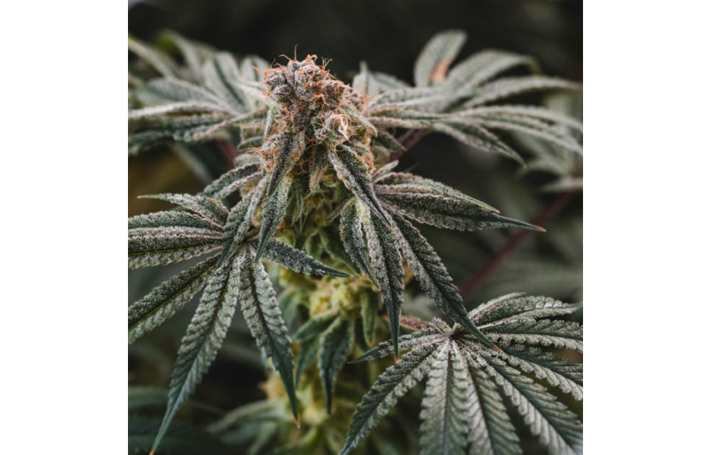 Gelato Punch Fem 6 pk