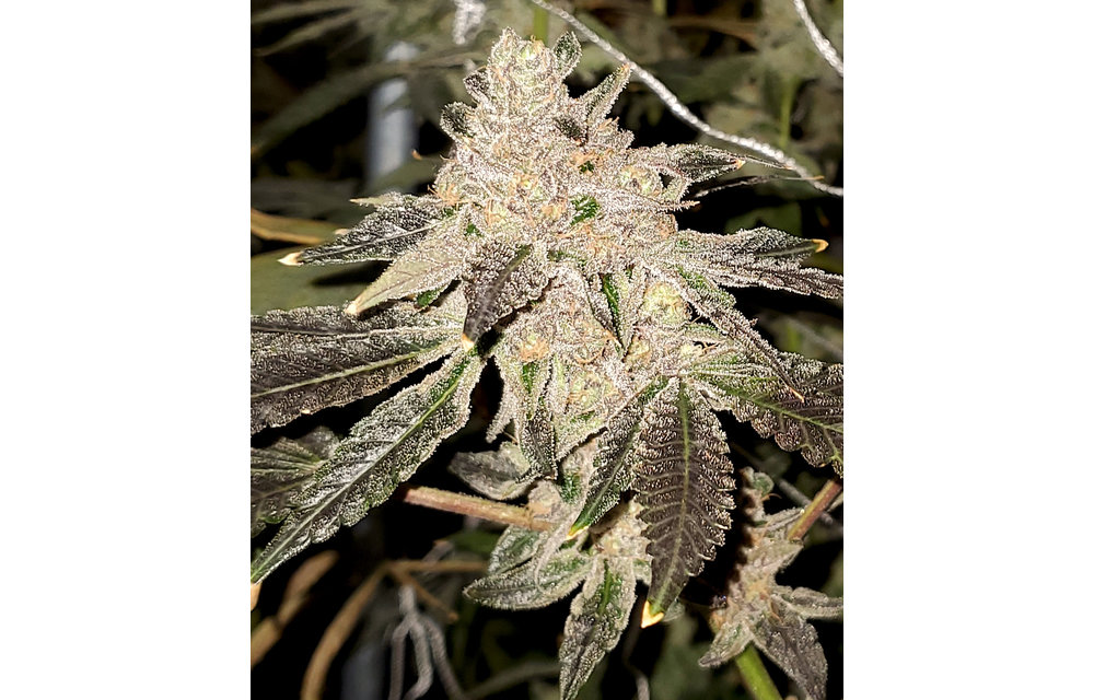 Gelato Sundae Fem 6 pk