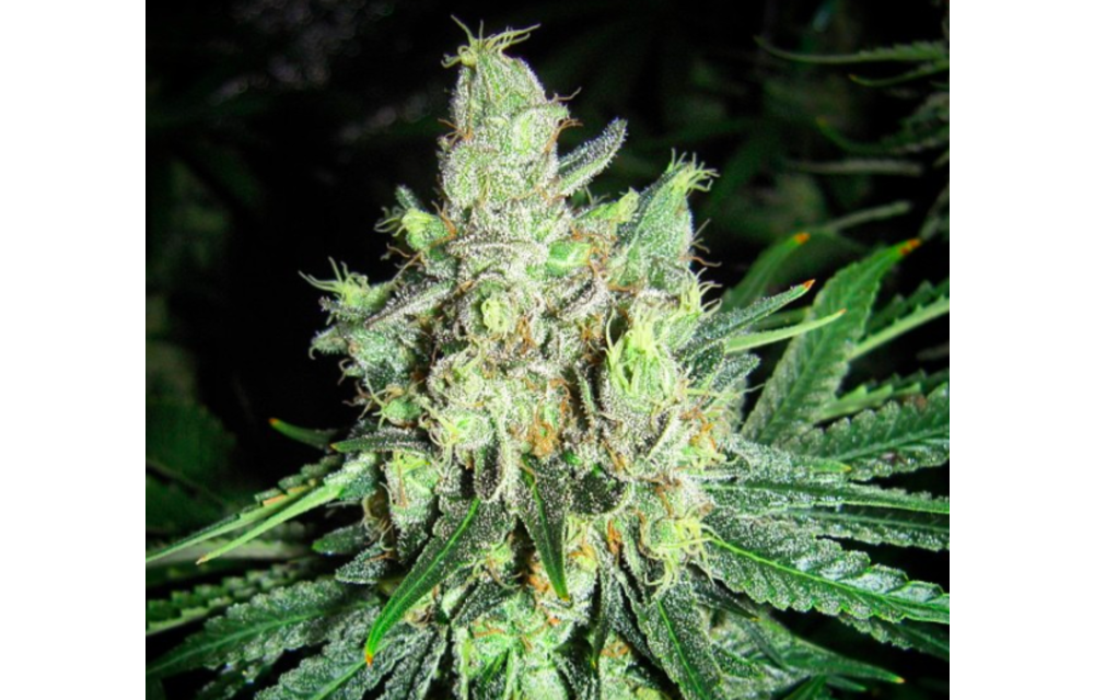 Blues Reg 10 pk