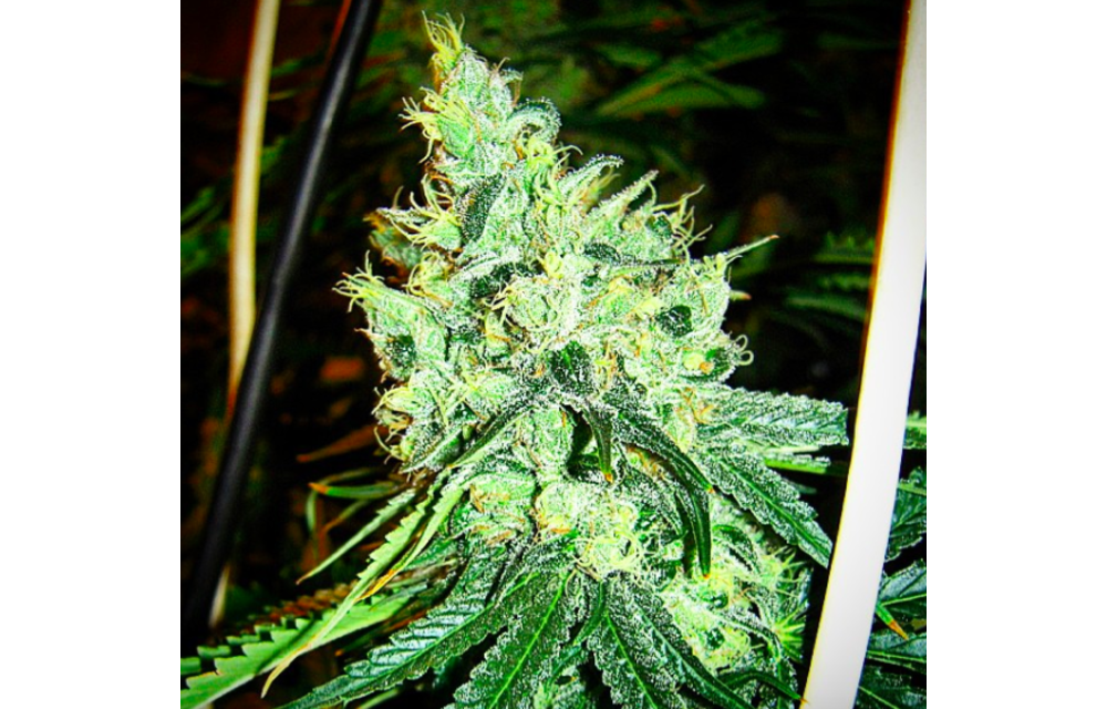 Blues Reg 10 pk