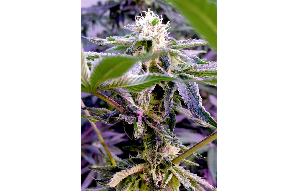 Runtz Fem 6 pk