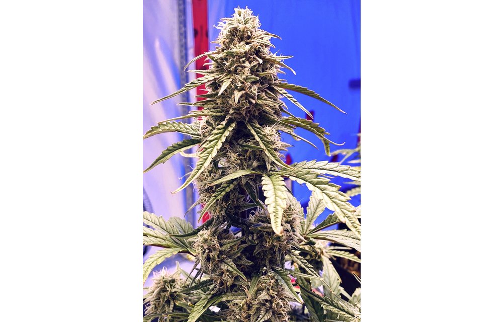 Shadow Og Auto Fem 6 pk
