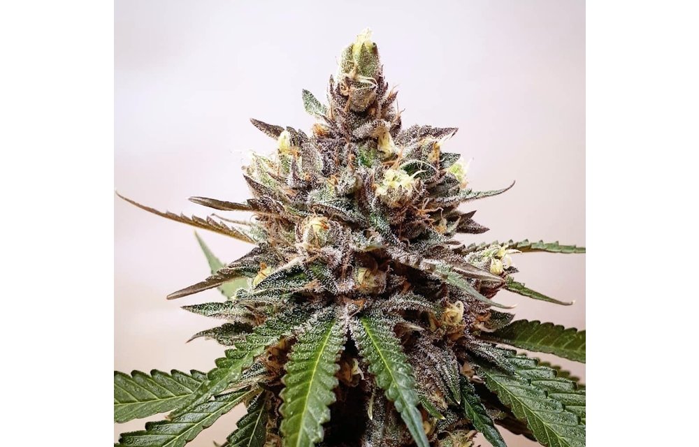 Royal Cherry Punch Reg 12 pk