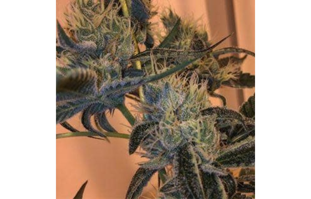 Ginger Bread Fem 5 pk
