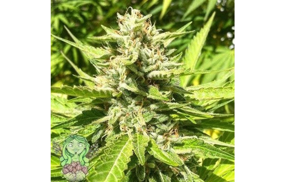 Mandarina Kush Fem 5 pk