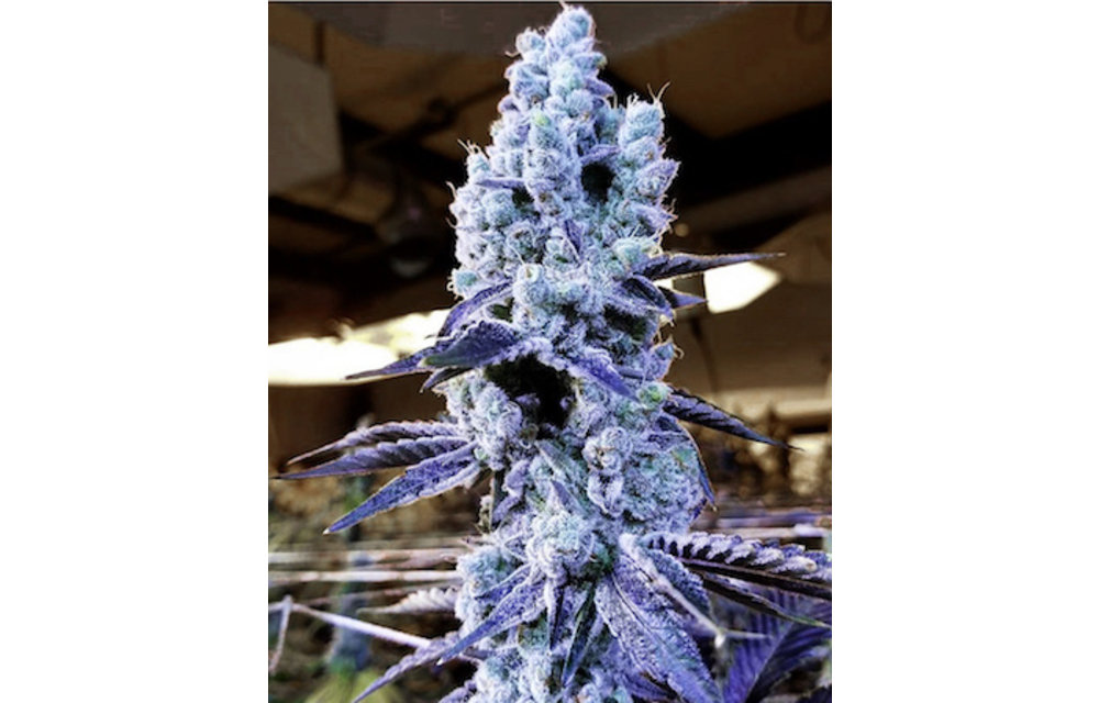 Mandarin Cookies V2 Fem 10 pk
