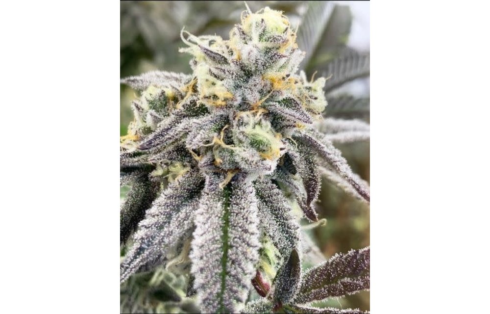 Carmelita Fem 6 pk