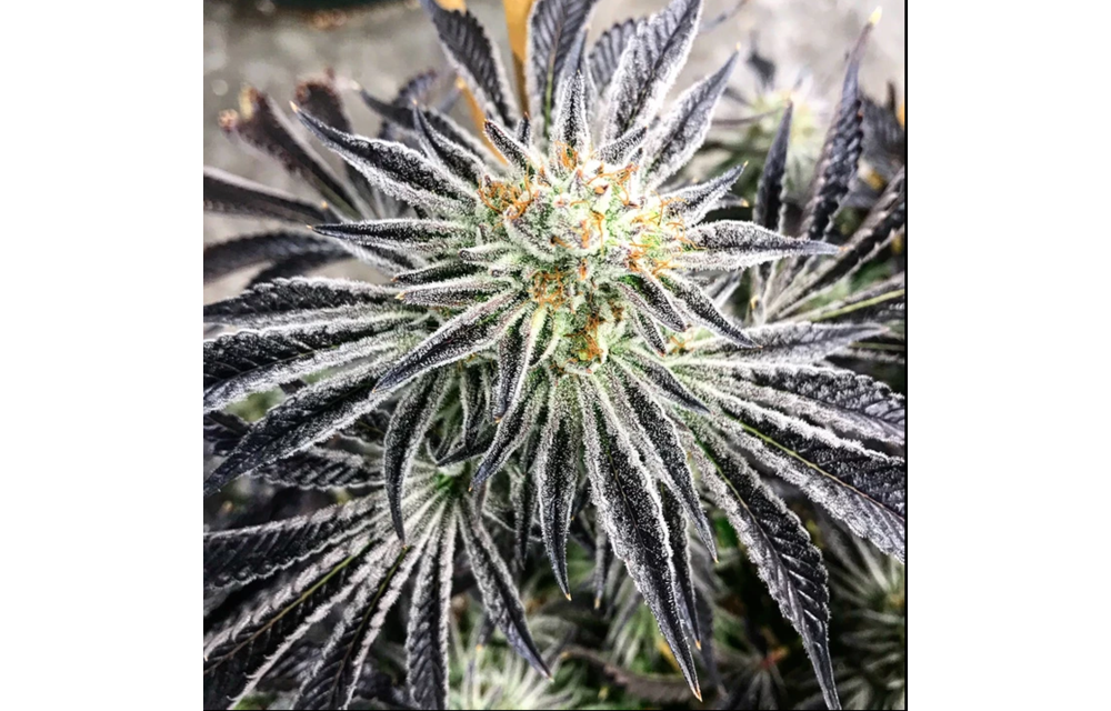 Cream D'Mint Reg 10 pk