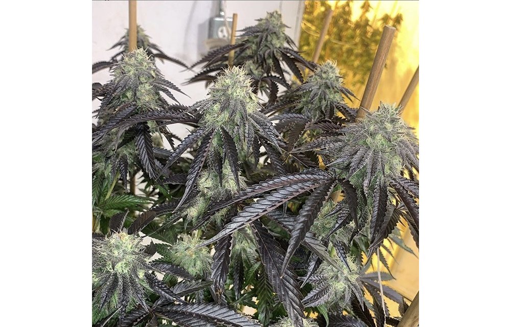 Eye Candy Reg 10 pk