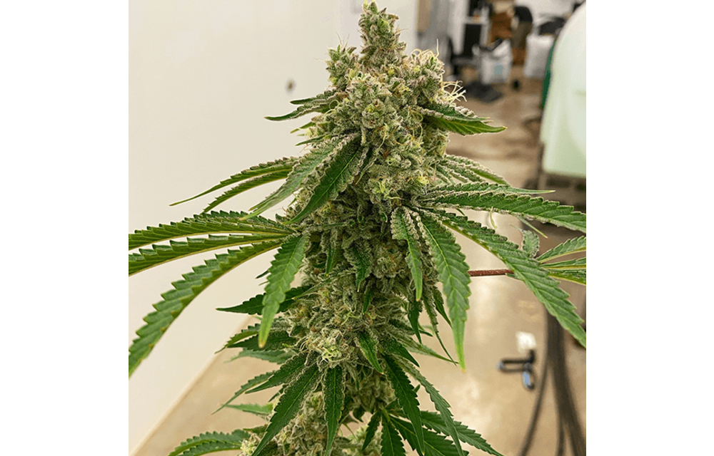 Lemon Drip Reg 10 pk