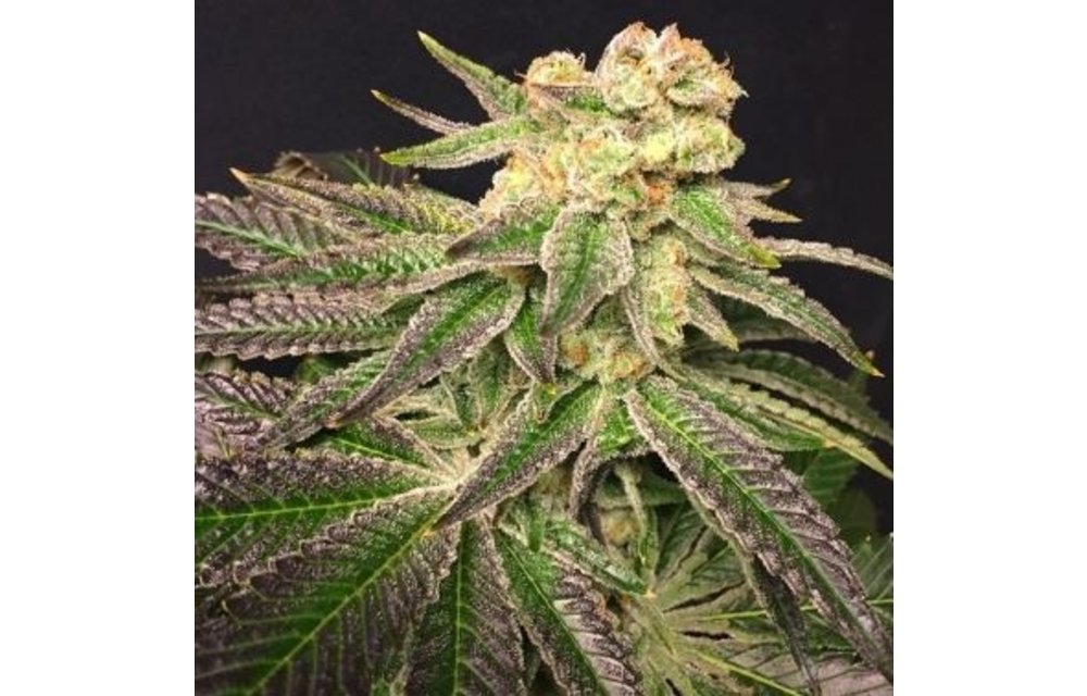 White Christmas Reg 10 pk