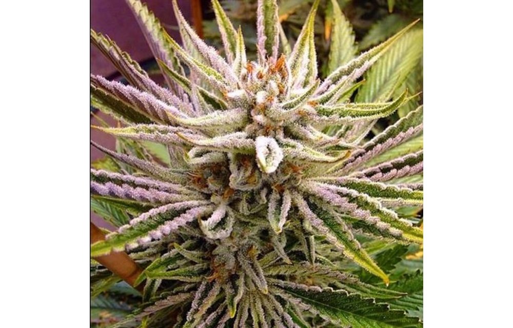 Pizookies Reg 10 pk