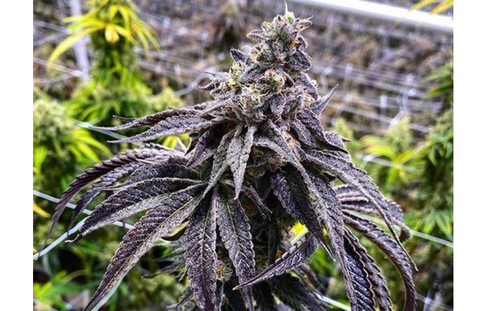 Wet Betty Fem 6 pk