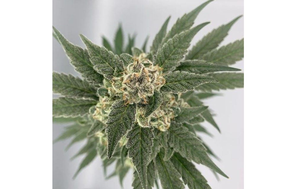 Electric Gorilla Butter Reg 10 pk