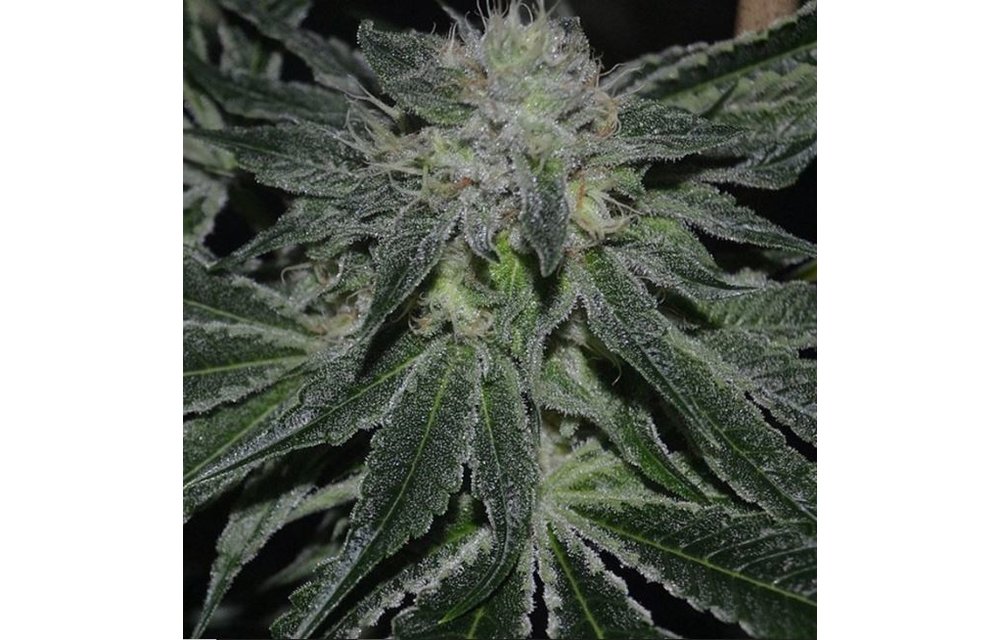 Amethyst F2 (Breeder's Stash) Reg 10 pk
