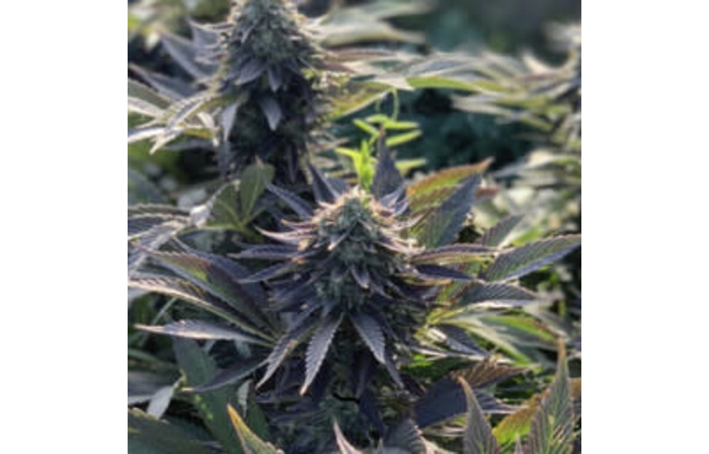 High CBD Hemp Fem 100 pk