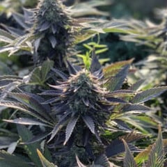 hemp