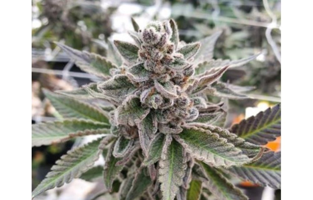 Platinum Garlic Fem 10 pk
