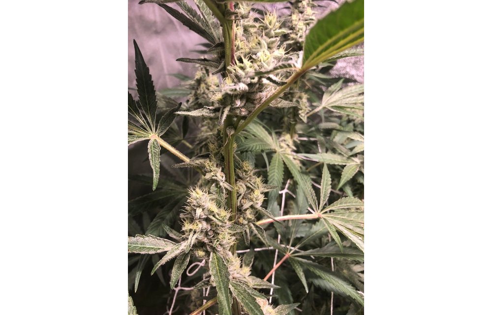 Platinum Jelly Fem 10 pk