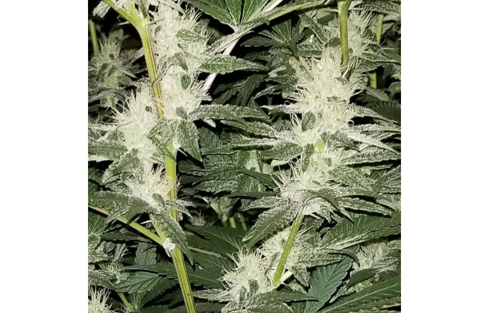 Sour Johnson Reg 10 pk