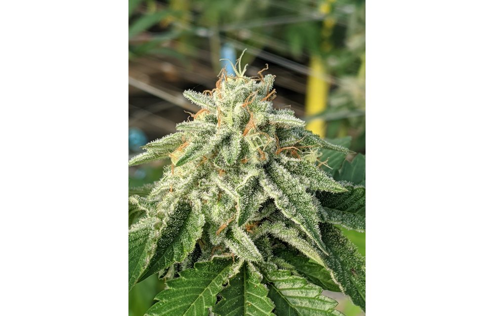 The Spice! Fem 6 pk