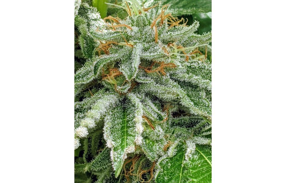 The Spice! Fem 6 pk