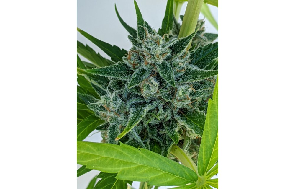 Durban Berry King Band(DBKB) Reg 16 pk