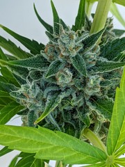 Products tagged with strawberrykush