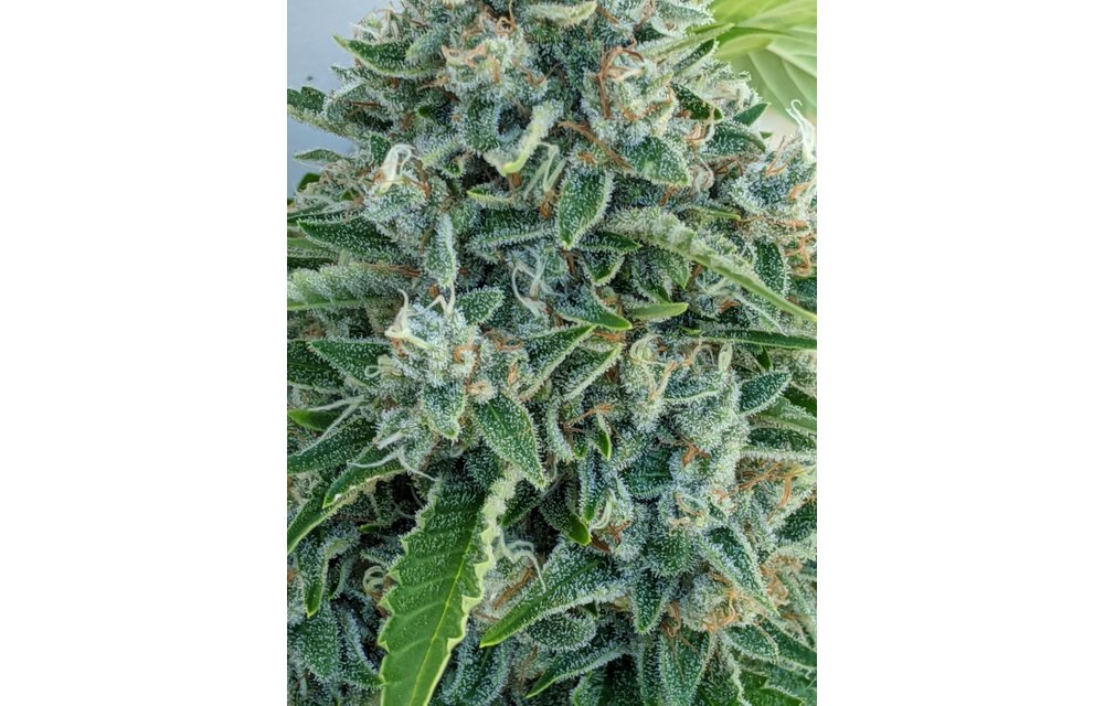 Durban Berry King Band(DBKB) Reg 16 pk