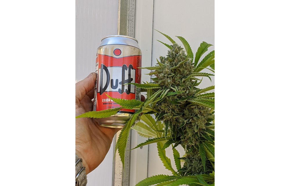 Durban Berry King Band(DBKB) Reg 16 pk