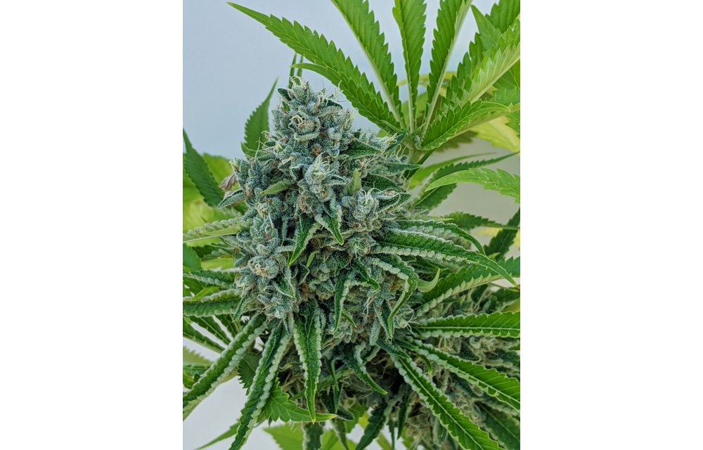 Durban Berry King Band(DBKB) Reg 16 pk