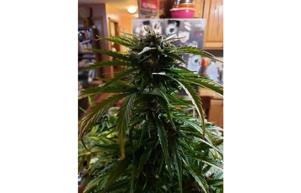 Coffee OG Auto-Fem 12 pk