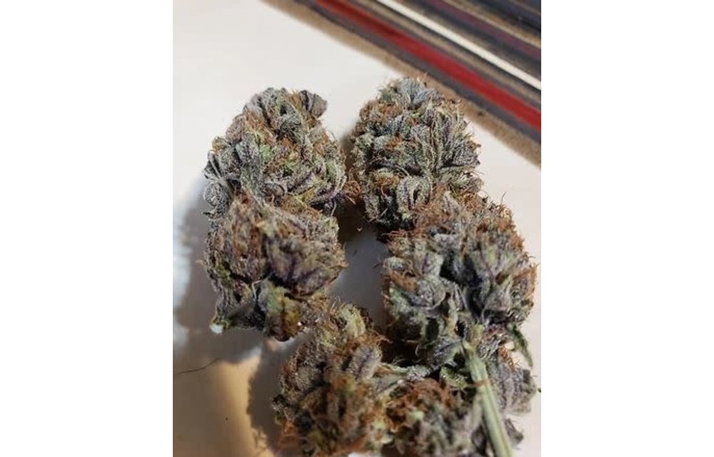 Frosted Fruit Auto-Fem 12 pk