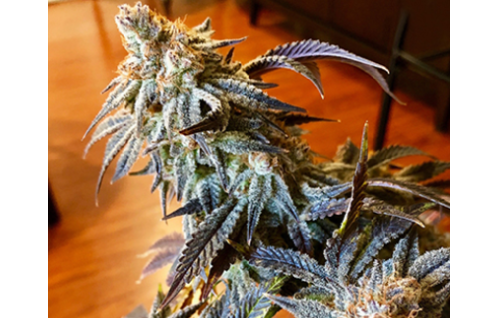 Triple Platinum Candy Fem 10 pk