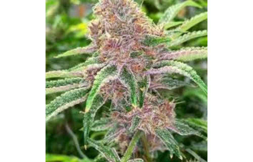 Tropic Banana Fem 12 pk