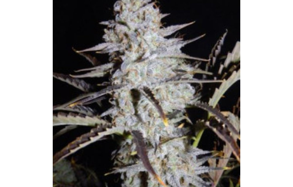 Sour Stomper Fem-Auto 100 pk